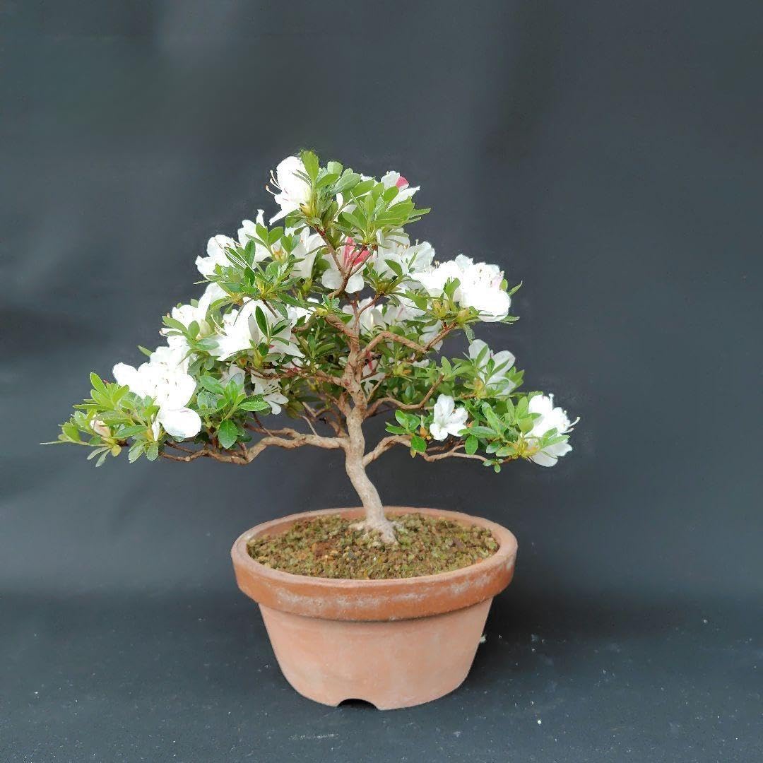 サツキ盆栽(小太郎) さつき盆栽 小太郎根上り盆栽